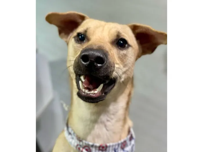 Cachorro raça SRD-ViraLata idade 2 anos nome Aspen