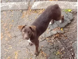 Cachorro raça SRD-ViraLata idade 2 a 6 meses nome Não sei
