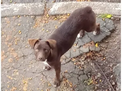 Cachorro raça SRD-ViraLata idade 2 a 6 meses nome Não sei