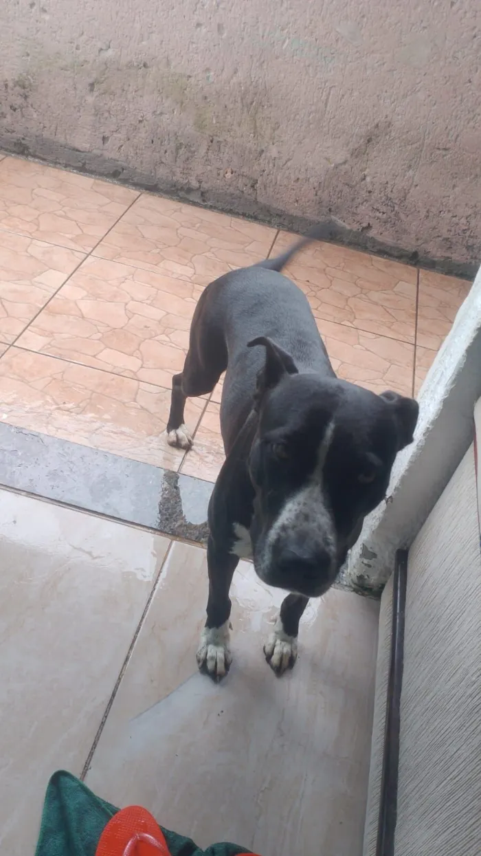 Cachorro raça Pit-Bull idade 5 anos nome aurora