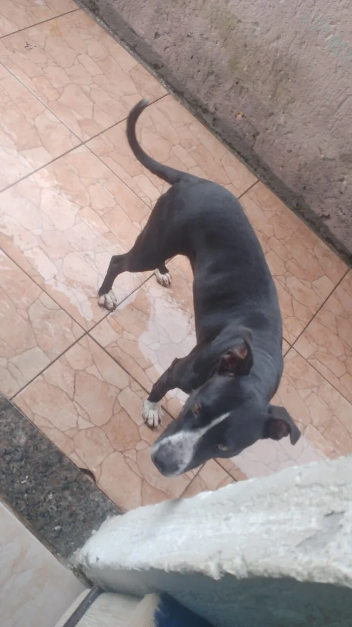 Cachorro raça Pit-Bull idade 5 anos nome aurora