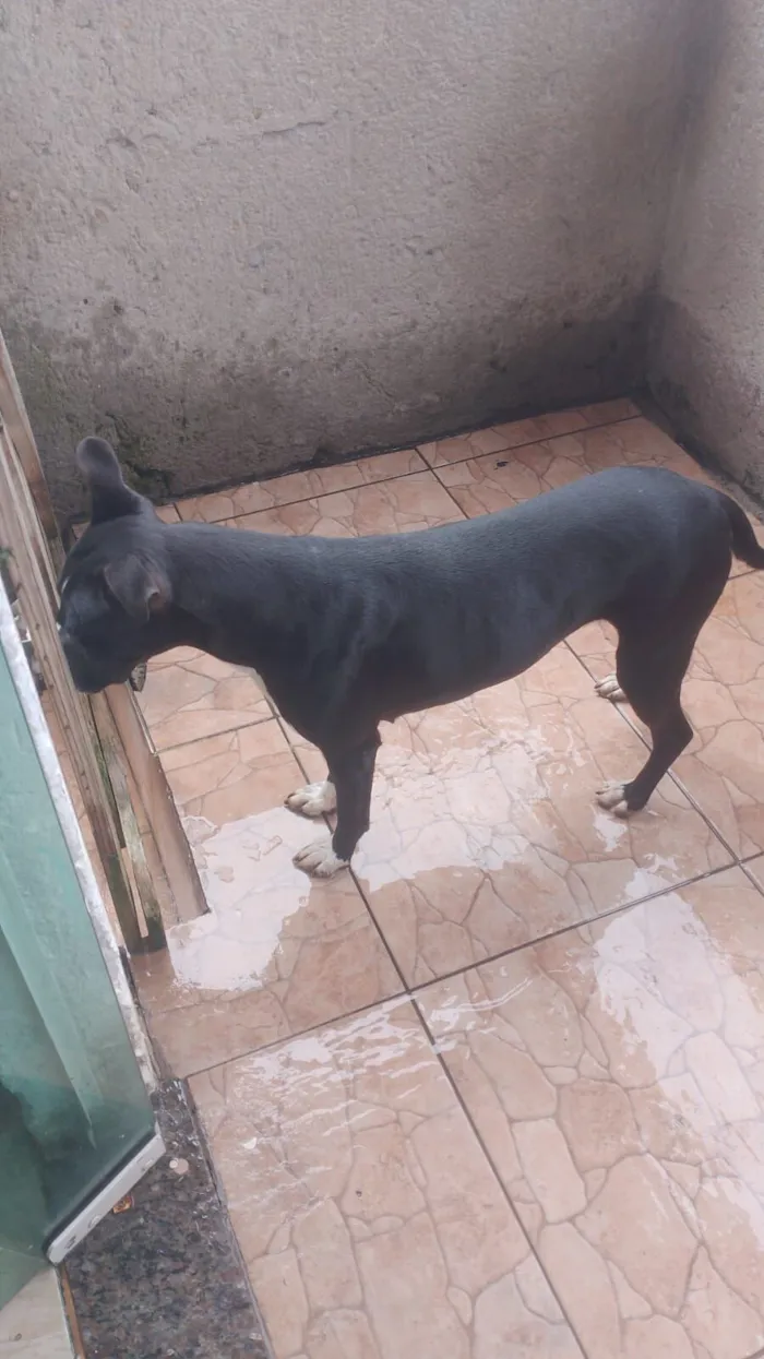 Cachorro raça Pit-Bull idade 5 anos nome aurora