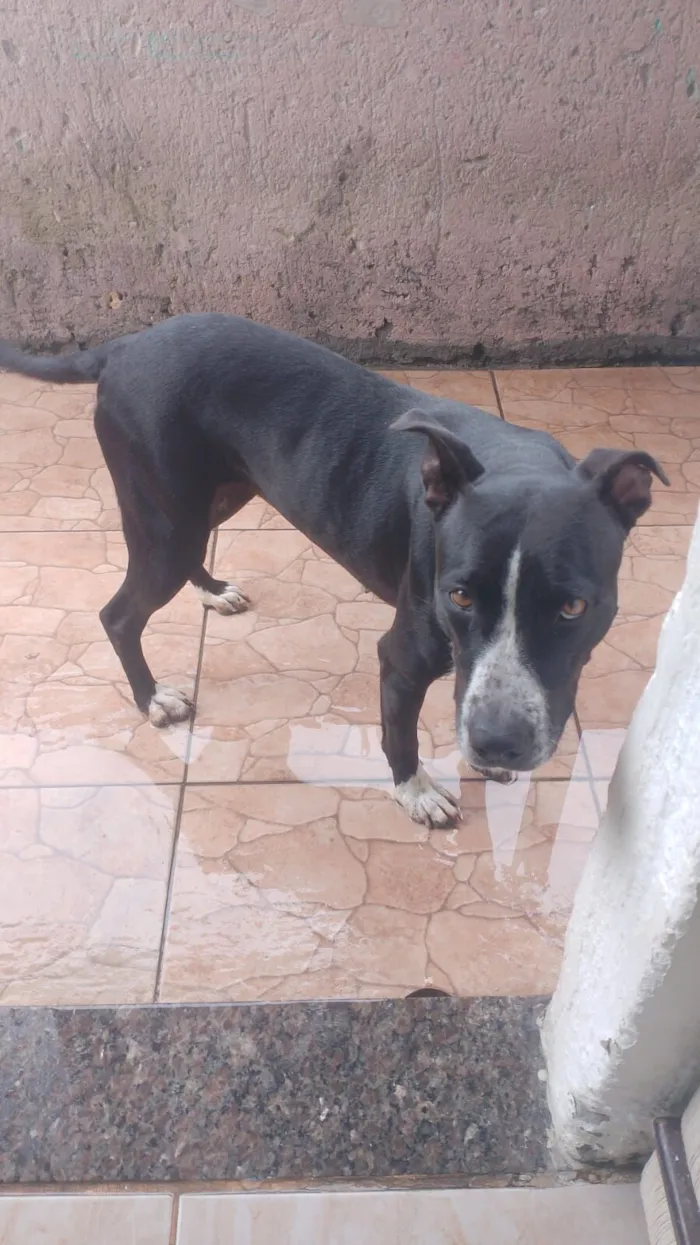 Cachorro raça Pit-Bull idade 5 anos nome aurora