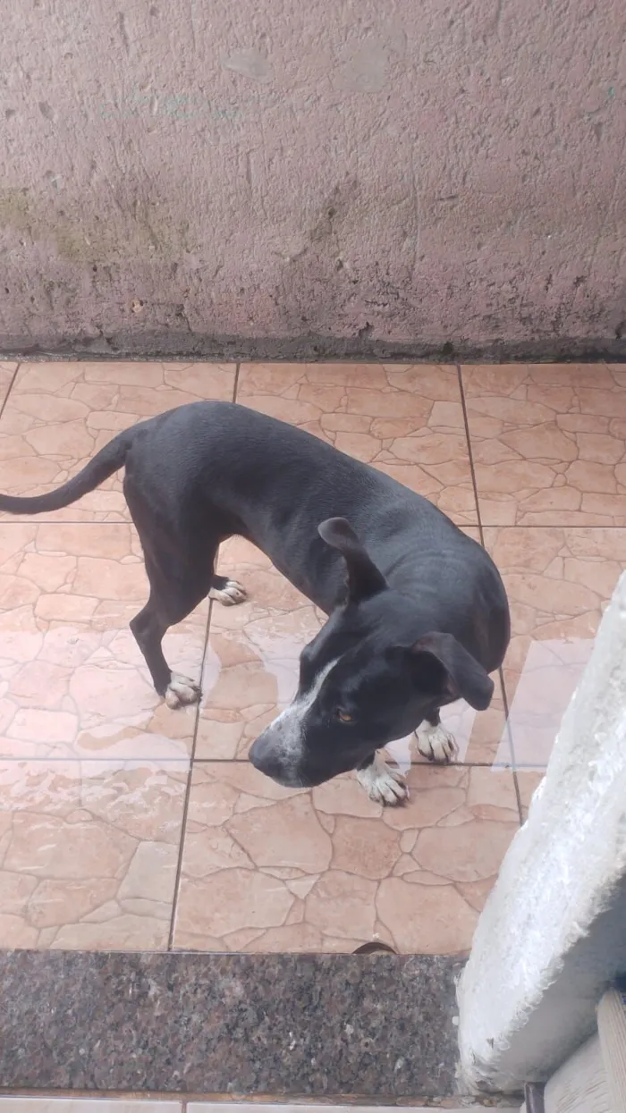 Cachorro raça Pit-Bull idade 5 anos nome aurora