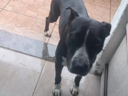 Cachorro raça Pit-Bull idade 5 anos nome aurora