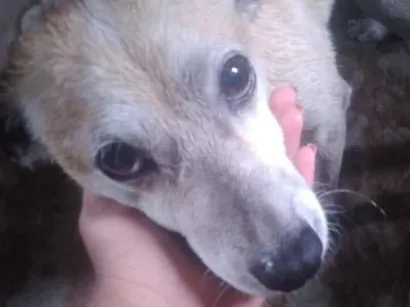 Cachorro raça SRD-ViraLata idade 6 ou mais anos nome Patinha