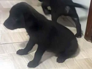 Cachorro raça SRD-ViraLata idade Abaixo de 2 meses nome Black