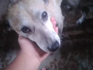 Cachorro raça SRD-ViraLata idade 6 ou mais anos nome patinha