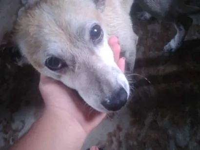 Cachorro raça SRD-ViraLata idade 6 ou mais anos nome patinha