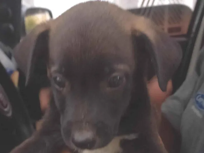 Cachorro raça SRD-ViraLata idade Abaixo de 2 meses nome Pingo