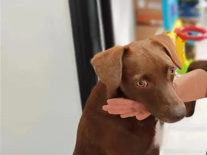 Cachorro raça SRD-ViraLata idade 3 anos nome Toddy