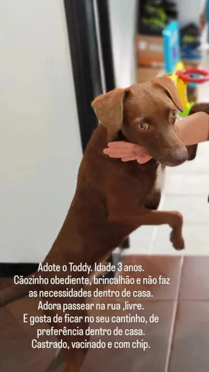 Cachorro raça SRD-ViraLata idade 3 anos nome Toddy
