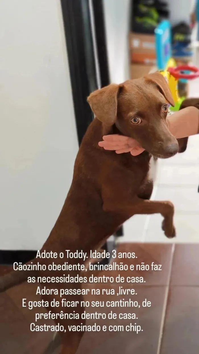 Cachorro raça SRD-ViraLata idade 3 anos nome Toddy