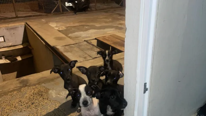 Cachorro raça SRD-ViraLata idade 2 a 6 meses nome Chelen