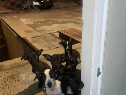 Cachorro raça SRD-ViraLata idade 2 a 6 meses nome Chelen