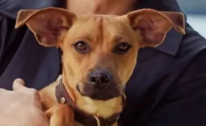 Cachorro raça SRD-ViraLata idade 7 a 11 meses nome helo kit