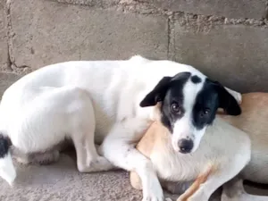 Cachorro raça SRD-ViraLata idade 2 anos nome Kenai