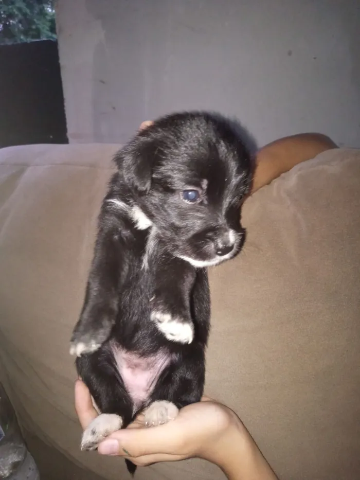 Cachorro raça Poodle idade Abaixo de 2 meses nome Isadora