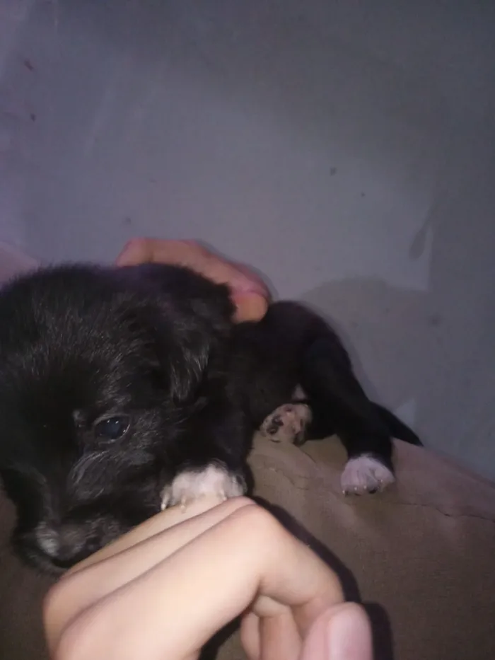 Cachorro raça Poodle idade Abaixo de 2 meses nome Isadora