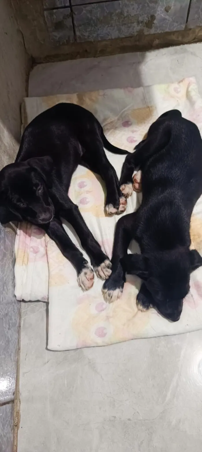 Cachorro raça SRD-ViraLata idade 2 a 6 meses nome Bela e Mel