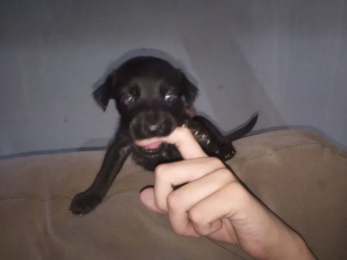 Cachorro raça SRD-ViraLata idade Abaixo de 2 meses nome Cadu