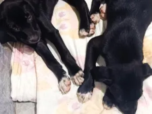 Cachorro raça SRD-ViraLata idade 2 a 6 meses nome Bela e Mel
