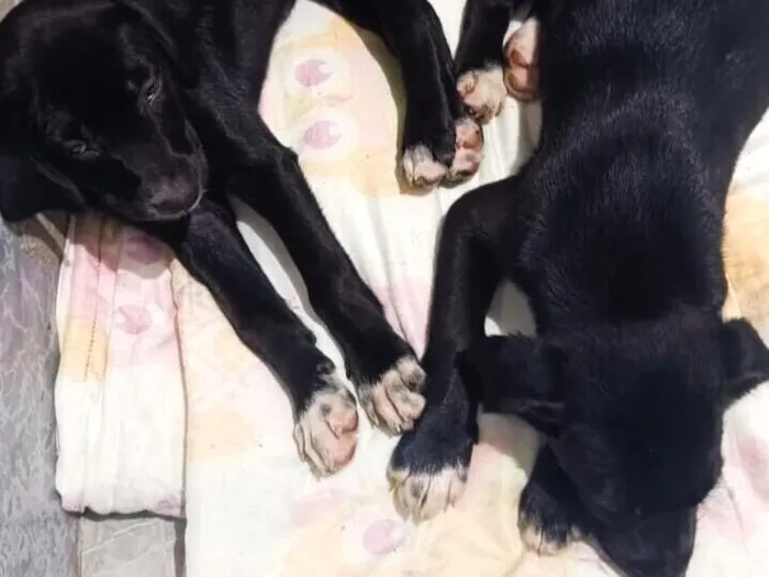 Cachorro raça SRD-ViraLata idade 2 a 6 meses nome Bela e Mel