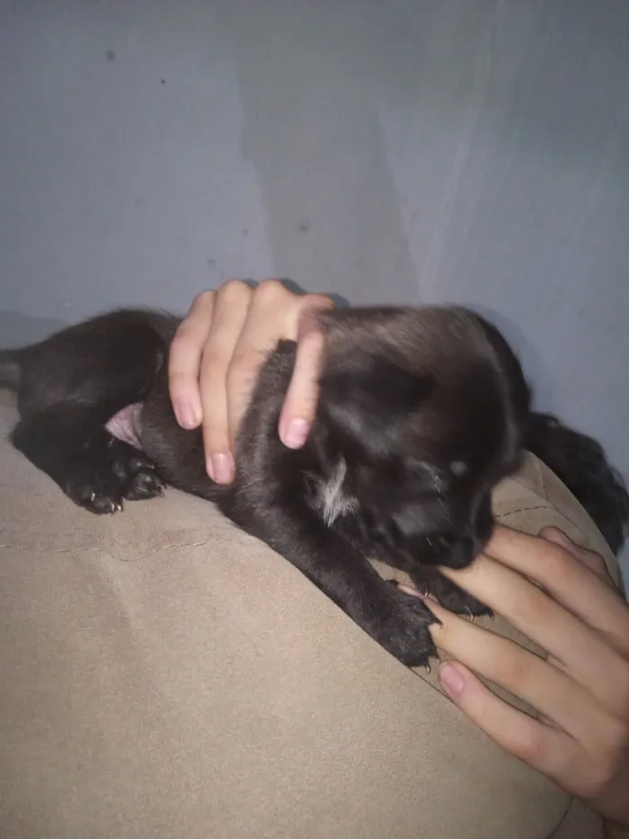 Cachorro raça SRD-ViraLata idade Abaixo de 2 meses nome Cadu