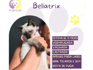 Gato raça SRD-ViraLata idade 2 a 6 meses nome Bellatrix