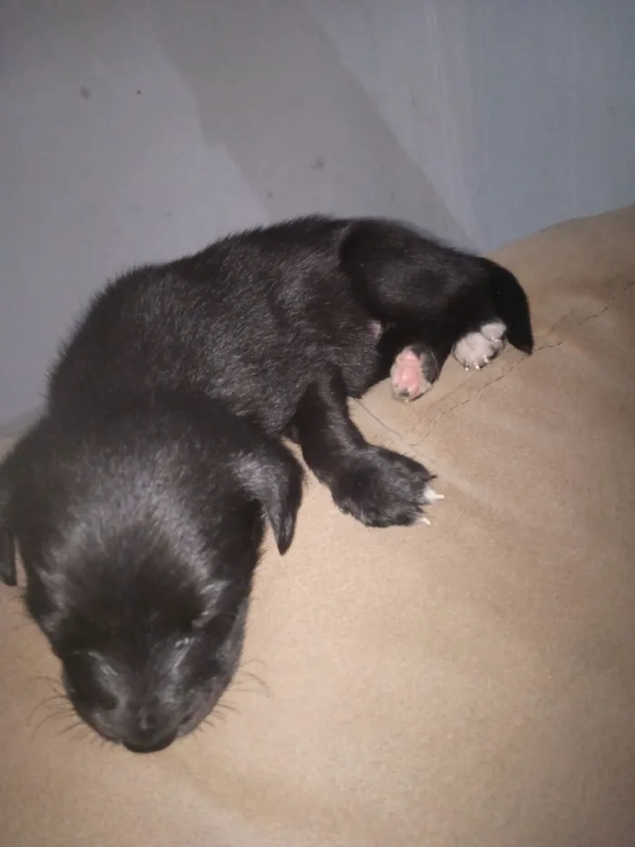 Cachorro raça Poodle idade Abaixo de 2 meses nome Teodoro 