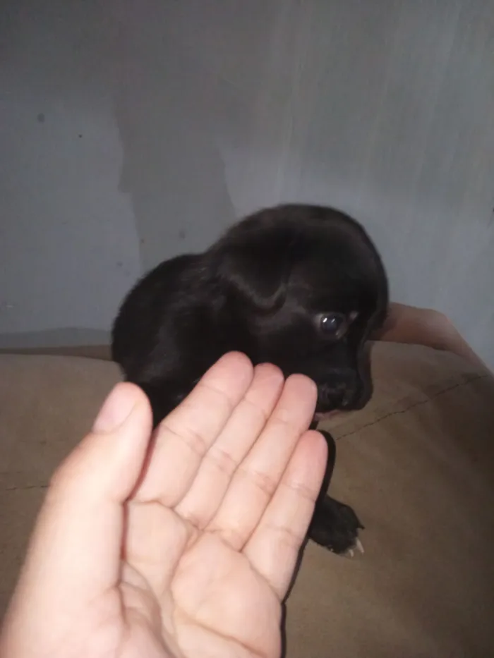 Cachorro raça Poodle idade Abaixo de 2 meses nome Teodoro 