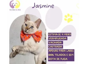 Gato raça SRD-ViraLata idade 2 a 6 meses nome Jasmine 