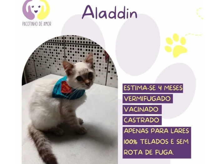 Gato raça SRD-ViraLata idade 2 a 6 meses nome Aladdin