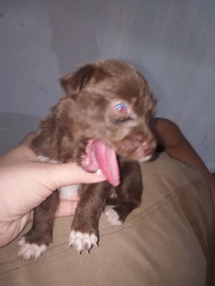 Cachorro raça Poodle idade Abaixo de 2 meses nome Pérola 