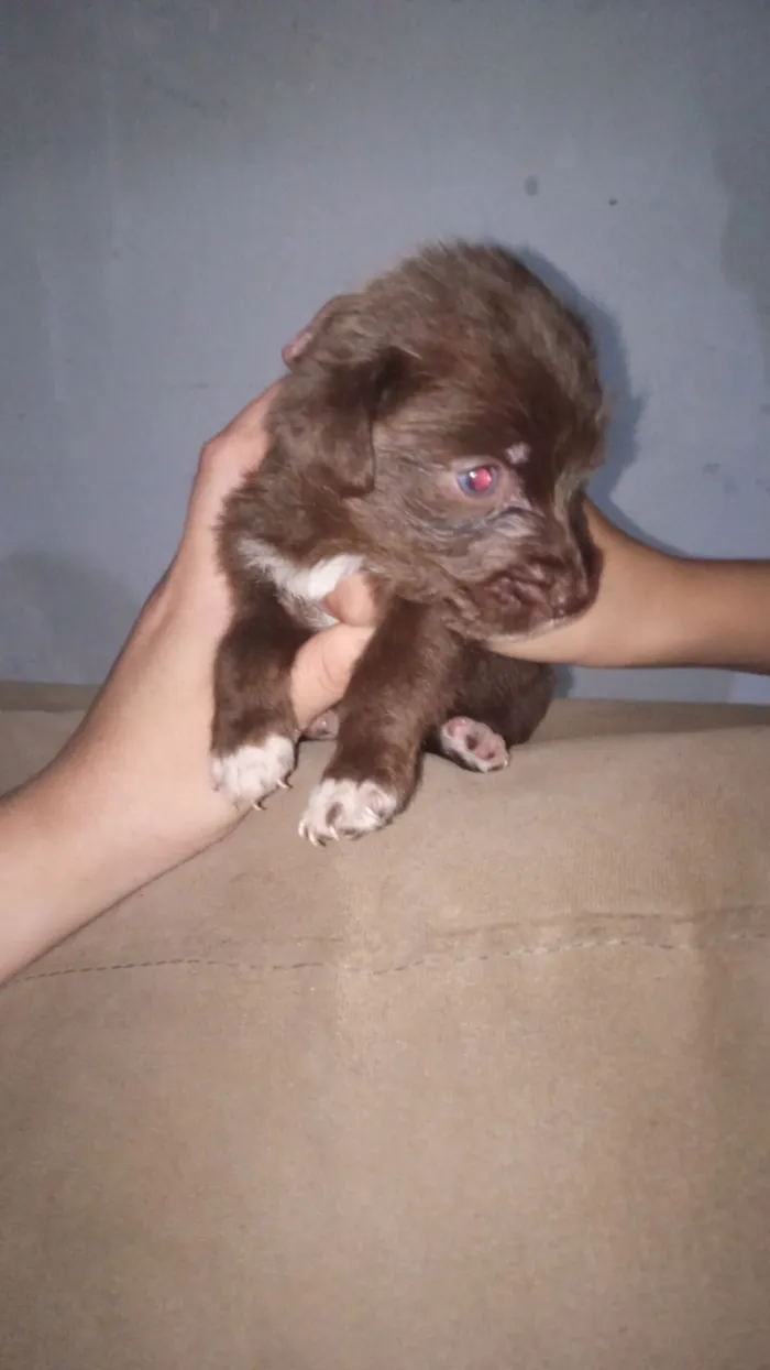 Cachorro raça Poodle idade Abaixo de 2 meses nome Pérola 