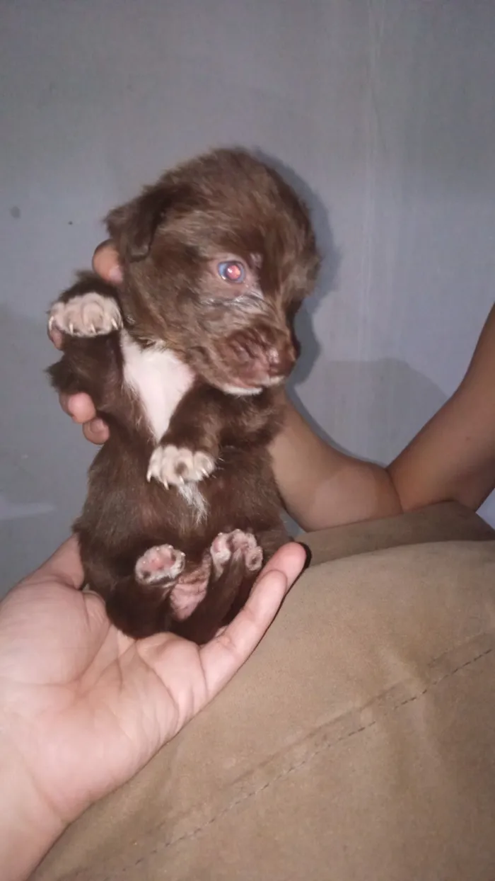Cachorro raça Poodle idade Abaixo de 2 meses nome Pérola 