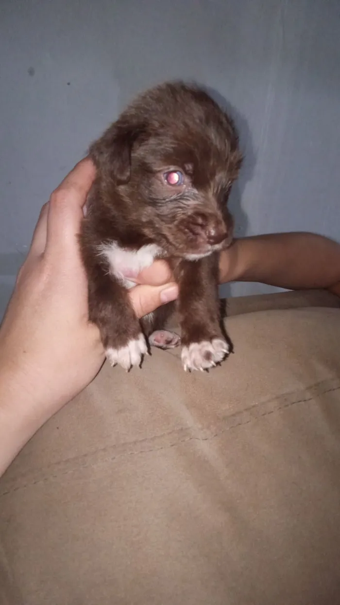 Cachorro raça Poodle idade Abaixo de 2 meses nome Pérola 