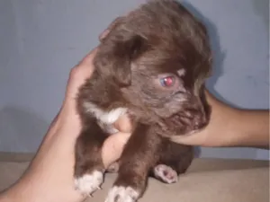 Cachorro raça Poodle idade Abaixo de 2 meses nome Pérola 