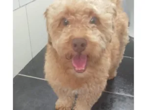 Cachorro raça Poodle idade 2 anos nome Bob