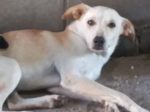 Cachorro raça SRD-ViraLata idade 2 anos nome Koda
