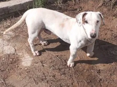 Cachorro raça SRD-ViraLata idade 2 anos nome Sabesp 