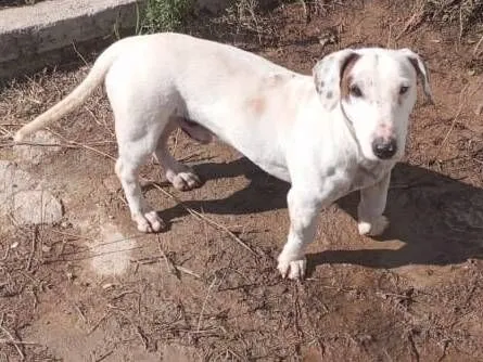 Cachorro raça SRD-ViraLata idade 2 anos nome Sabesp 