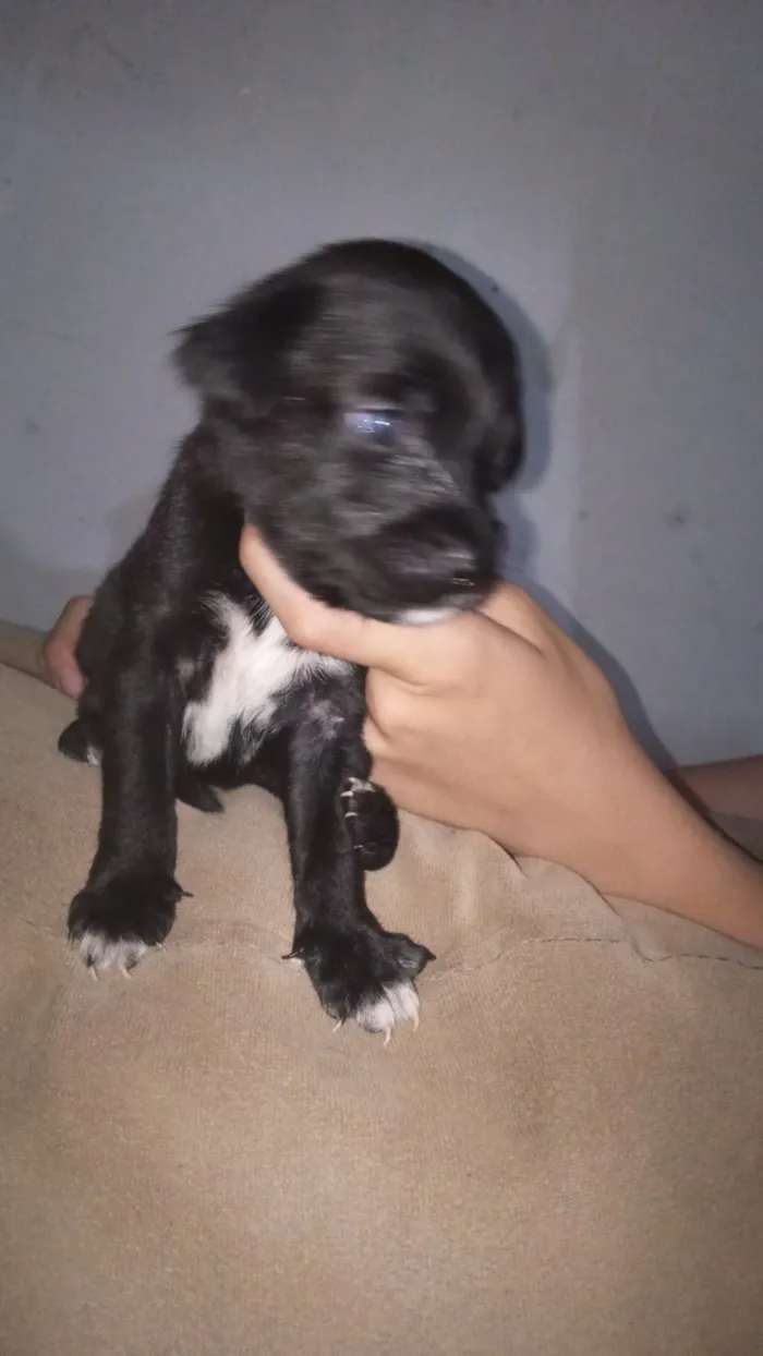 Cachorro raça Poodle idade Abaixo de 2 meses nome Haiva