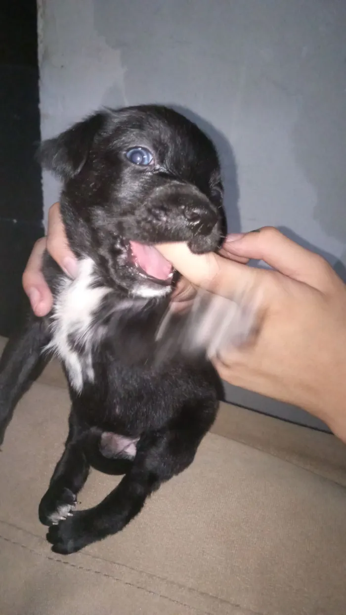 Cachorro raça Poodle idade Abaixo de 2 meses nome Haiva