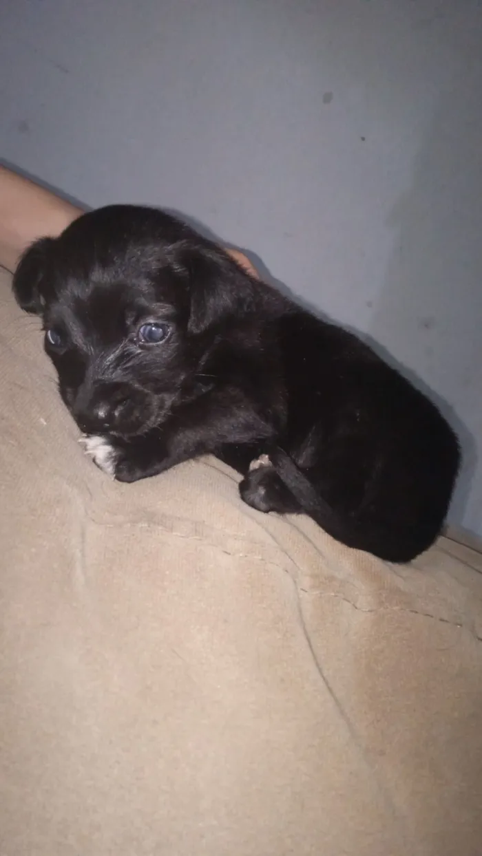 Cachorro raça Poodle idade Abaixo de 2 meses nome Haiva