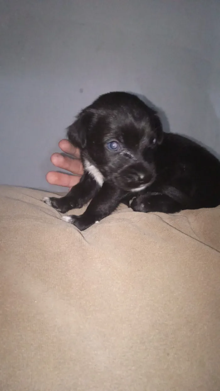 Cachorro raça Poodle idade Abaixo de 2 meses nome Haiva