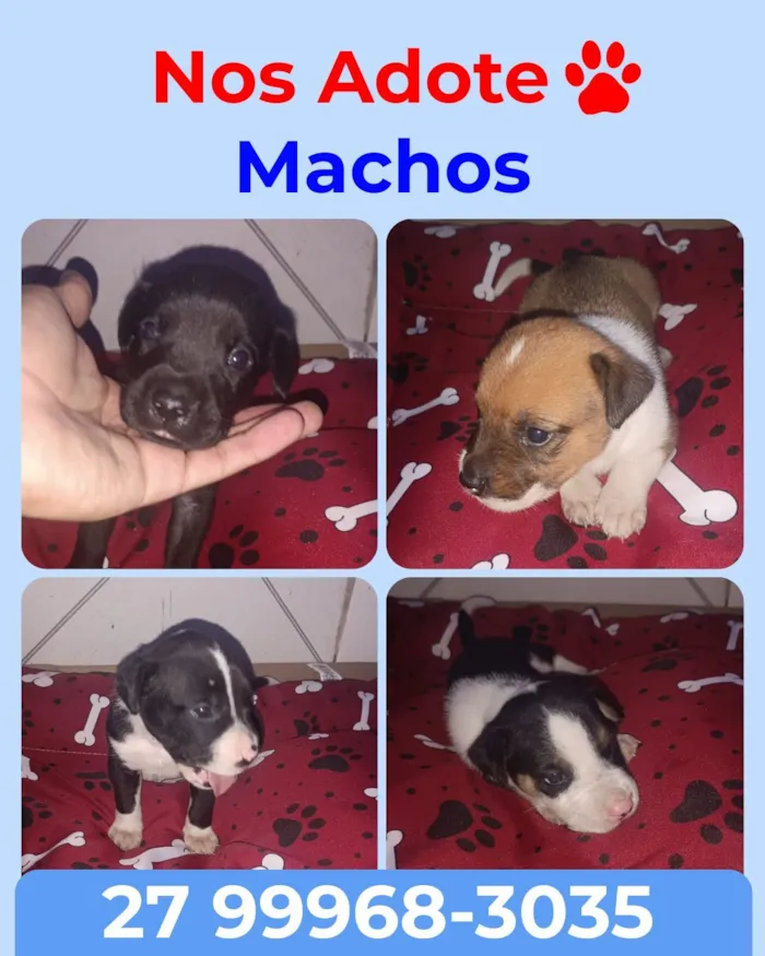 Cachorro raça SRD-ViraLata idade Abaixo de 2 meses nome Machos
