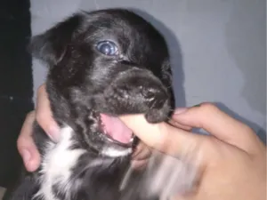Cachorro raça Poodle idade Abaixo de 2 meses nome Haiva