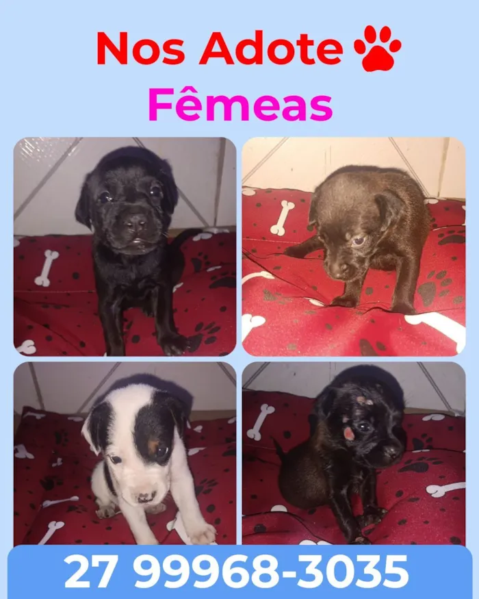 Cachorro raça SRD-ViraLata idade Abaixo de 2 meses nome Fêmeas