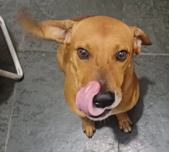 Cachorro raça SRD-ViraLata idade 4 anos nome Sonic França